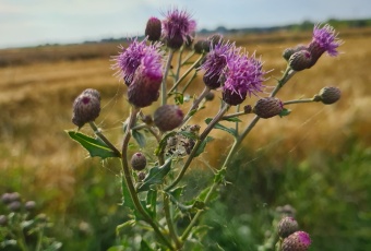 Działka na sprzedaż Kozienice  823546