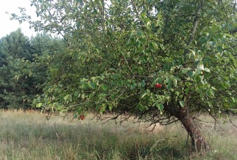 Działka na sprzedaż, Pierzchnica świętokrzyskie - oferta 824133 Działka na sprzedaż Pierzchnica  824133