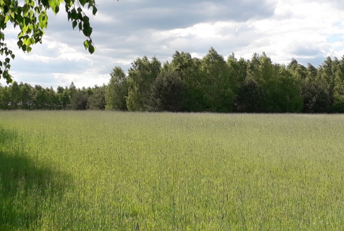 Działka na sprzedaż w Nowe Miasto Miszewo Wielkie  o powierzchni 3000 mkw