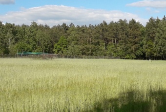 Działka Sprzedam mazowieckie Nowe Miasto Miszewo Wielkie-1