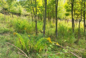 Działka Sprzedam dolnośląskie Wojcieszów Wojcieszów-2