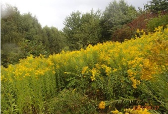 Działka na sprzedaż Czudec  825404