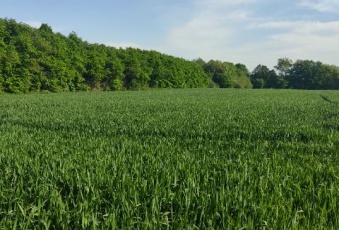 Działka Sprzedam lubelskie Końskowola Stary Pożóg-1