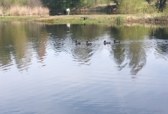 Działka Sprzedam śląskie Jaworzno Jeleń-2