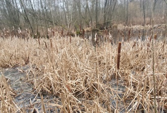 Działka Sprzedam wielkopolskie Nowy Tomyśl -2