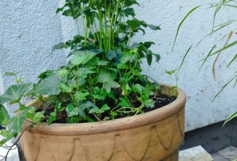 Dom na wynajem Komorniki  829600