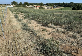 Działka na sprzedaż Kaźmierz  831185