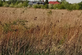 Działka Sprzedam dolnośląskie Wrocław Fabryczna-3