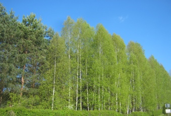 Działka Sprzedam warmińsko-mazurskie Węgorzewo -3