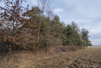 Działka na sprzedaż Olesno  833008