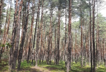 Działka Sprzedam śląskie Poraj Żarki-Letnisko-1