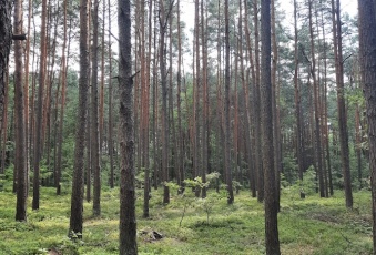 Działka Sprzedam śląskie Poraj Żarki-Letnisko-2