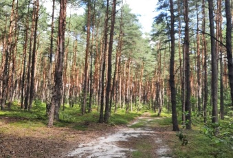 Działka na sprzedaż Poraj  833013