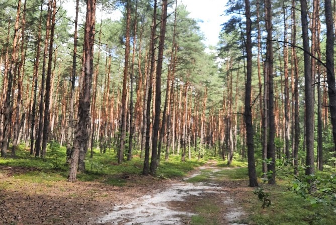 Działka na sprzedaż w Poraj Żarki-Letnisko Jasna o powierzchni 3455 mkw