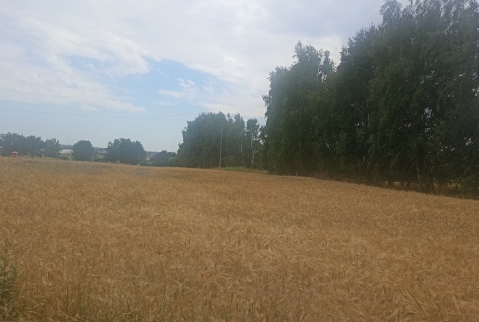 Działka na sprzedaż w Gierałtowice Paniówki Sportowa/Podzamcze o powierzchni 4000 mkw
