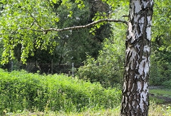 Działka Sprzedam mazowieckie Jaktorów Henryszew-3