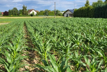 Działka na sprzedaż Jastków  834028