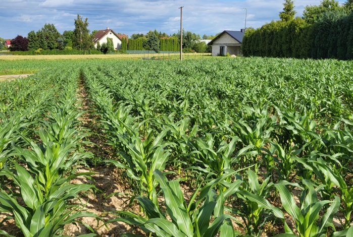 Działka na sprzedaż w Jastków Płouszowice-Kolonia brak o powierzchni 1350 mkw