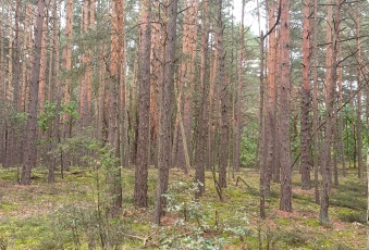 Działka sprzedaż Stoczek Stare Lipki  55100 mkw Działka Sprzedam mazowieckie Stoczek Stare Lipki-3