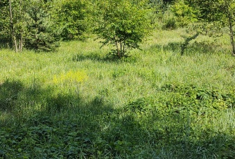 Działka sprzedaż Długosiodło Ostrykół Włościański Brak 9371 mkw Działka Sprzedam mazowieckie Długosiodło Ostrykół Włościański-3