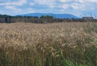 Działka Sprzedam śląskie Strumień -2