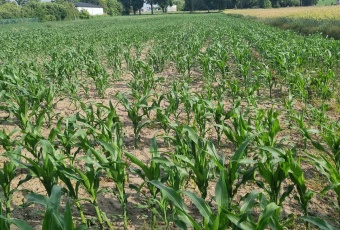 Działka na sprzedaż Tuszyn  834483