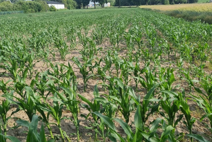 Działka na sprzedaż w Tuszyn  Wschodnia 12a o powierzchni 2500 mkw