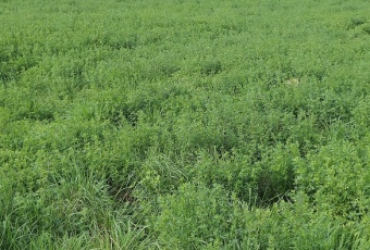 Działka sprzedaż Kazimierz Biskupi Władzimirów Morelowa 1277 mkw Działka Sprzedam wielkopolskie Kazimierz Biskupi Władzimirów-2