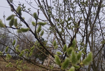 Działka sprzedaż Łódź Widzew Obloczna 772 mkw Działka Sprzedam łódzkie Łódź Widzew-3