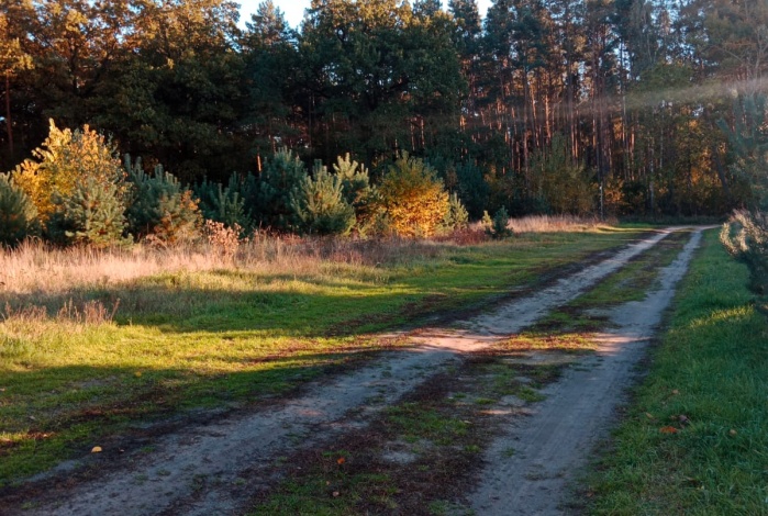 Działka na sprzedaż w Krzykosy Bogusławki Leśna o powierzchni 866 mkw