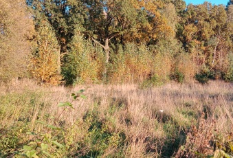 Działka sprzedaż Krzykosy Bogusławki Leśna 866 mkw Działka Sprzedam wielkopolskie Krzykosy Bogusławki-3