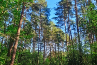Działka Sprzedam dolnośląskie Wołów -3