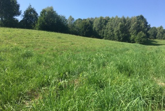 Działka sprzedaż Bieliny Bieliny Makoszyn 2950 mkw Działka Sprzedam świętokrzyskie Bieliny Bieliny-3
