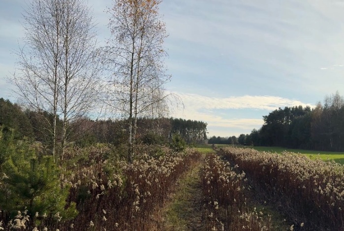 Działka na sprzedaż w Zatory Kruczy Borek  o powierzchni 1150 mkw
