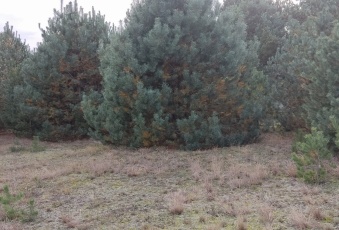 Działka Sprzedam kujawsko-pomorskie Zławieś Wielka Zarośle Cienkie-3