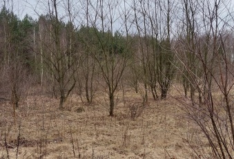 Działka sprzedaż Nowe Miasto Modzele-Bartłomieje 2900 mkw Działka Sprzedam mazowieckie Nowe Miasto Modzele-Bartłomieje-1