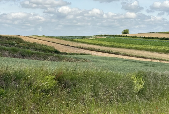 Działka na sprzedaż w Igołomia-Wawrzeńczyce   o powierzchni 5250 mkw